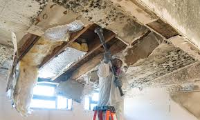 Professional Mold Removal in Sayville, NY